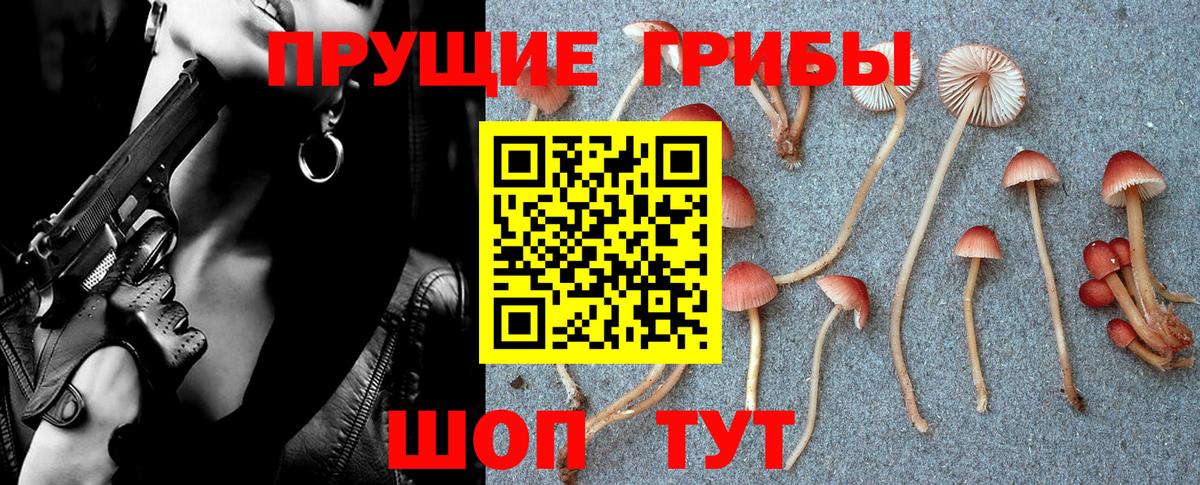 купить закладку  Галлюциногенные грибы GOLDEN TEACHER  Вход с VPN  Псилоцибиновые грибы MAGIC MUSHROOMS  Новокубанск 